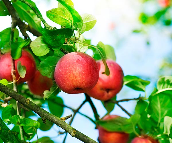 Arboriculture - Biodevas Laboratoires